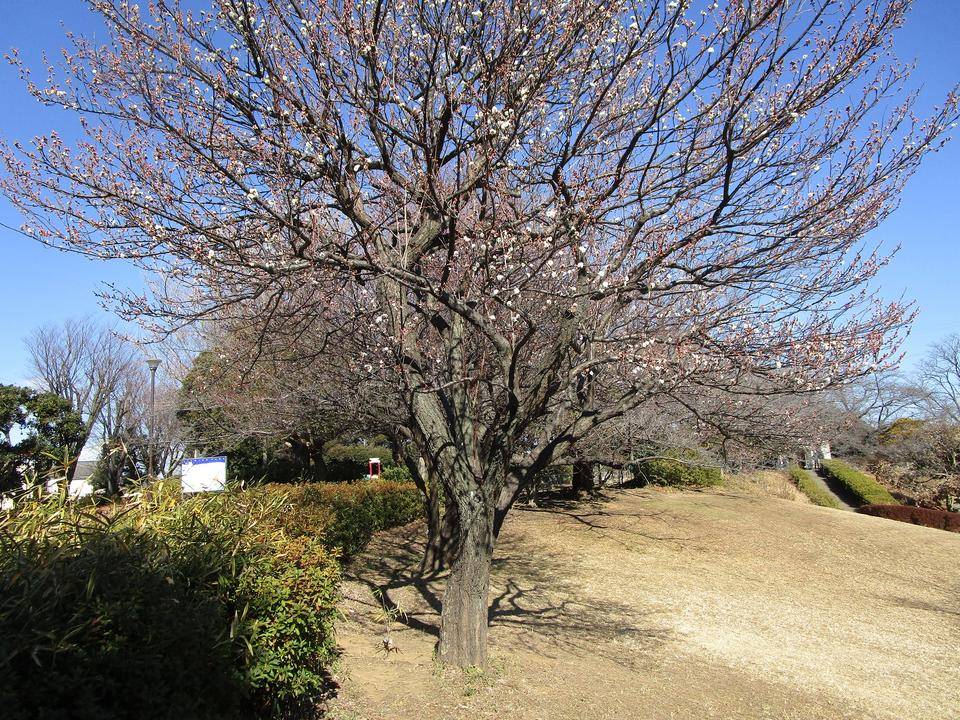 梅の写真 (2).jpg