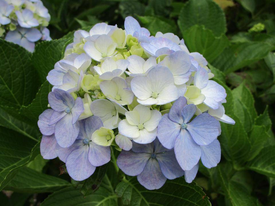 アジサイ (3).jpg