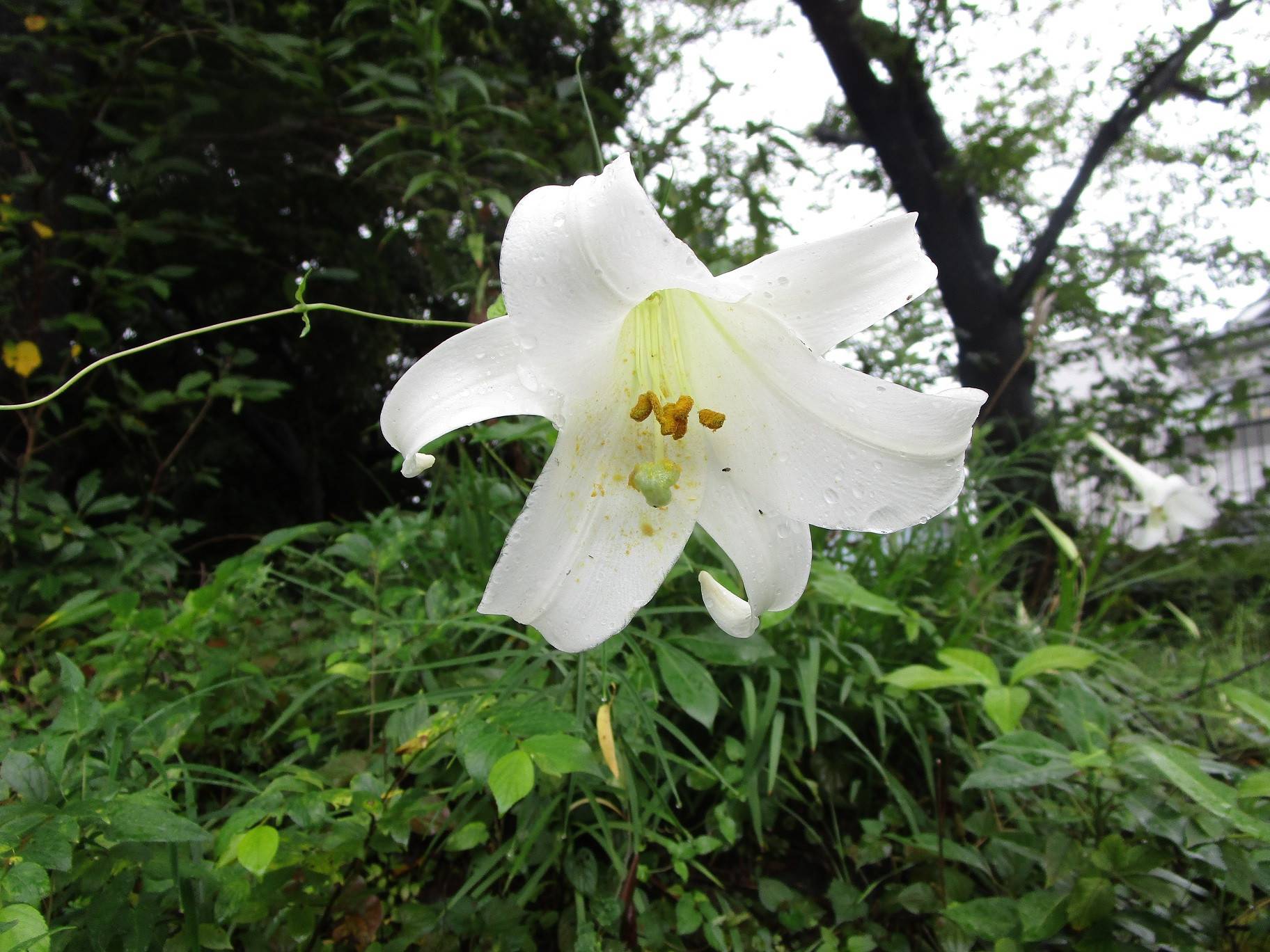 タカサゴユリ (2).jpg