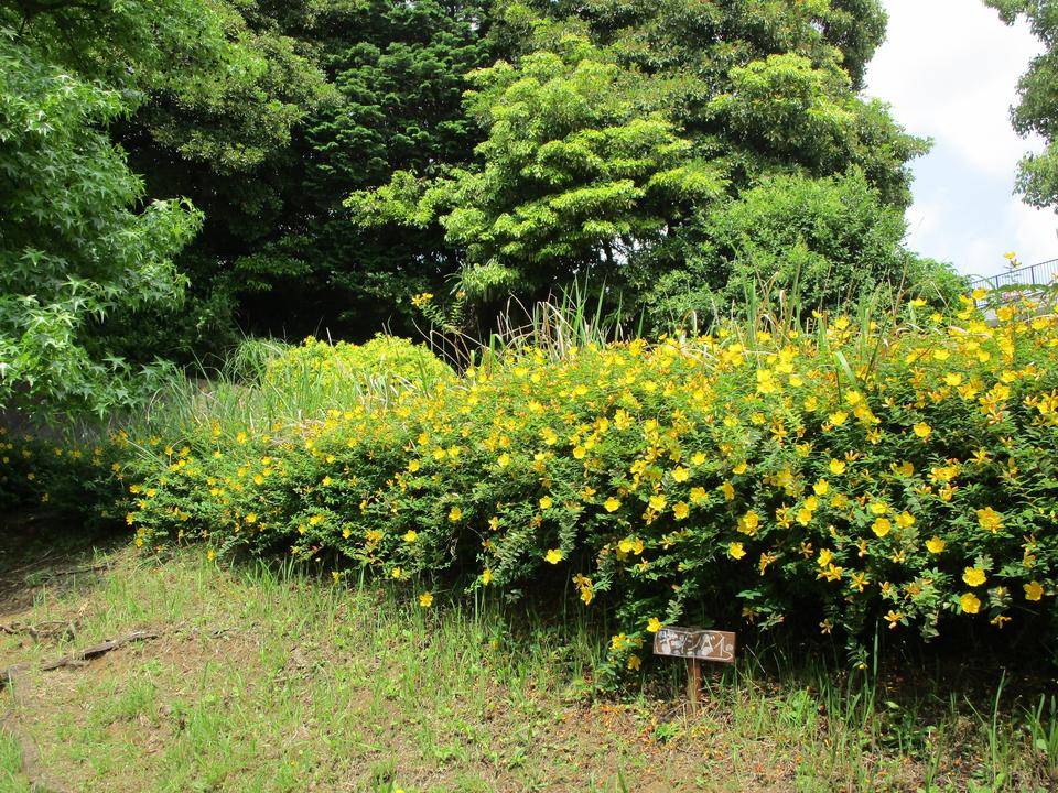 金糸梅（キンシバイ）満開|｜ブログ|岸根公園公式サイト｜公益