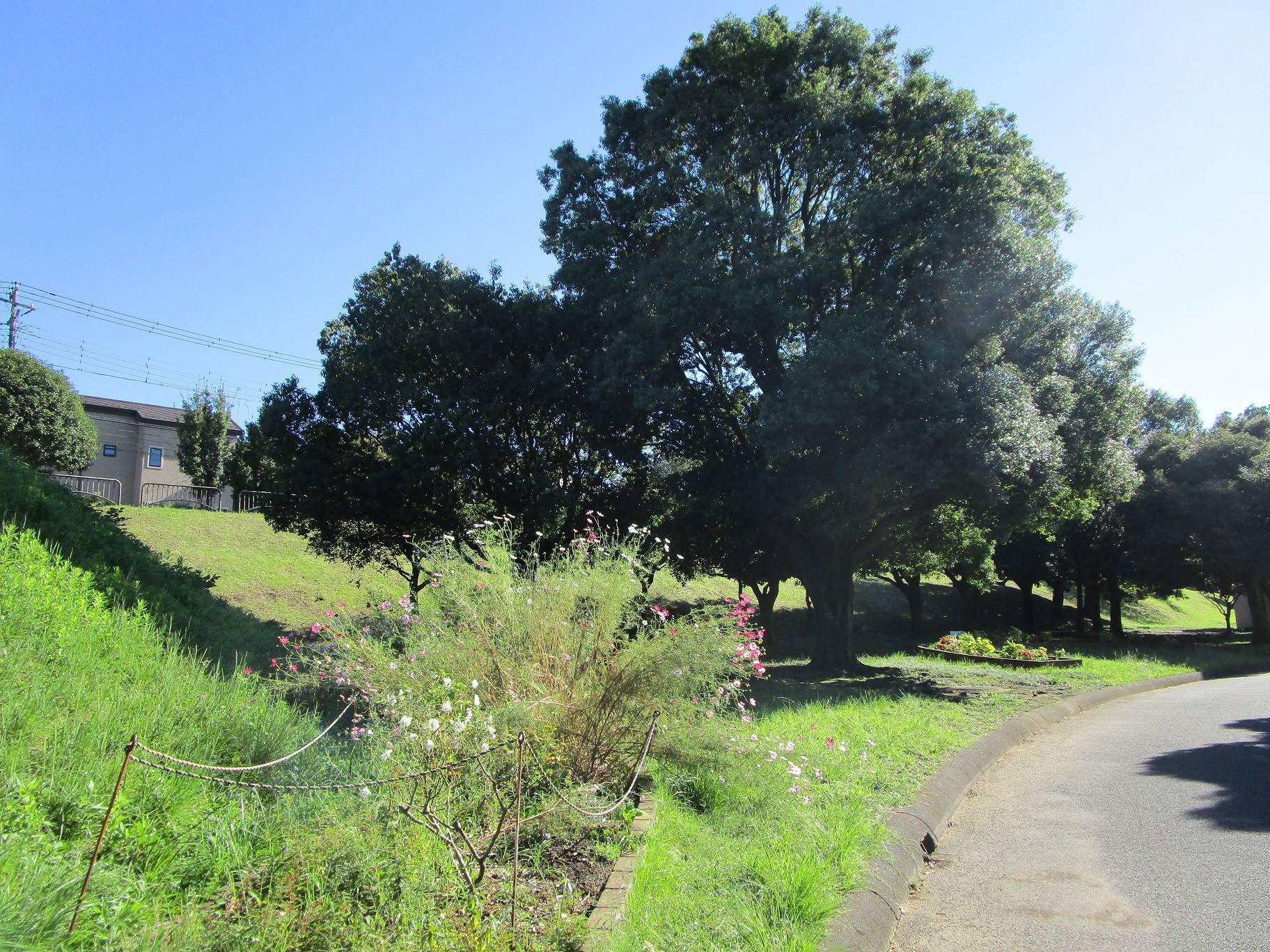 コスモス (2).jpg