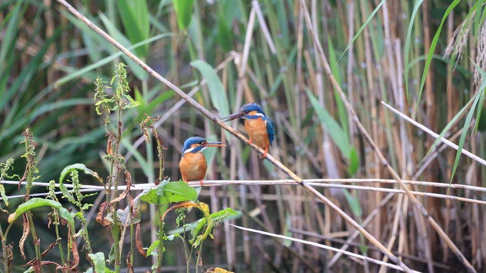 カワセミ (2).jpg