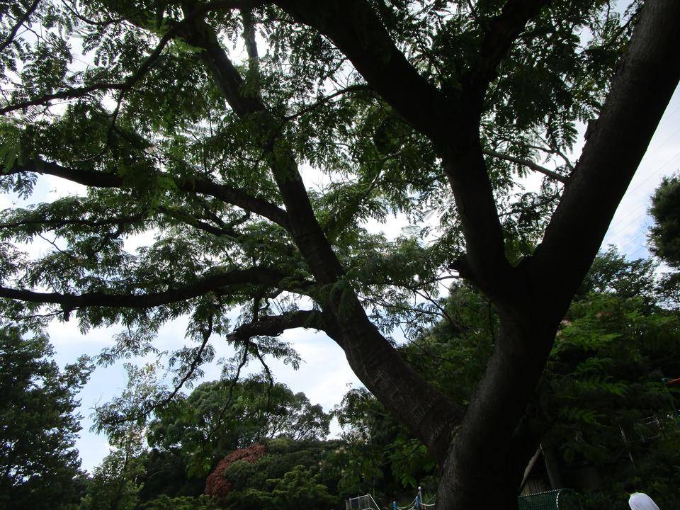 ネムノキ (3).jpg