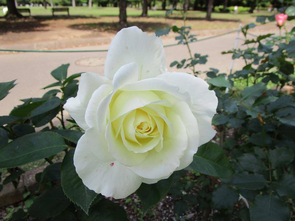 薔薇（バラ）満開|｜ブログ|岸根公園公式サイト｜公益財団法人