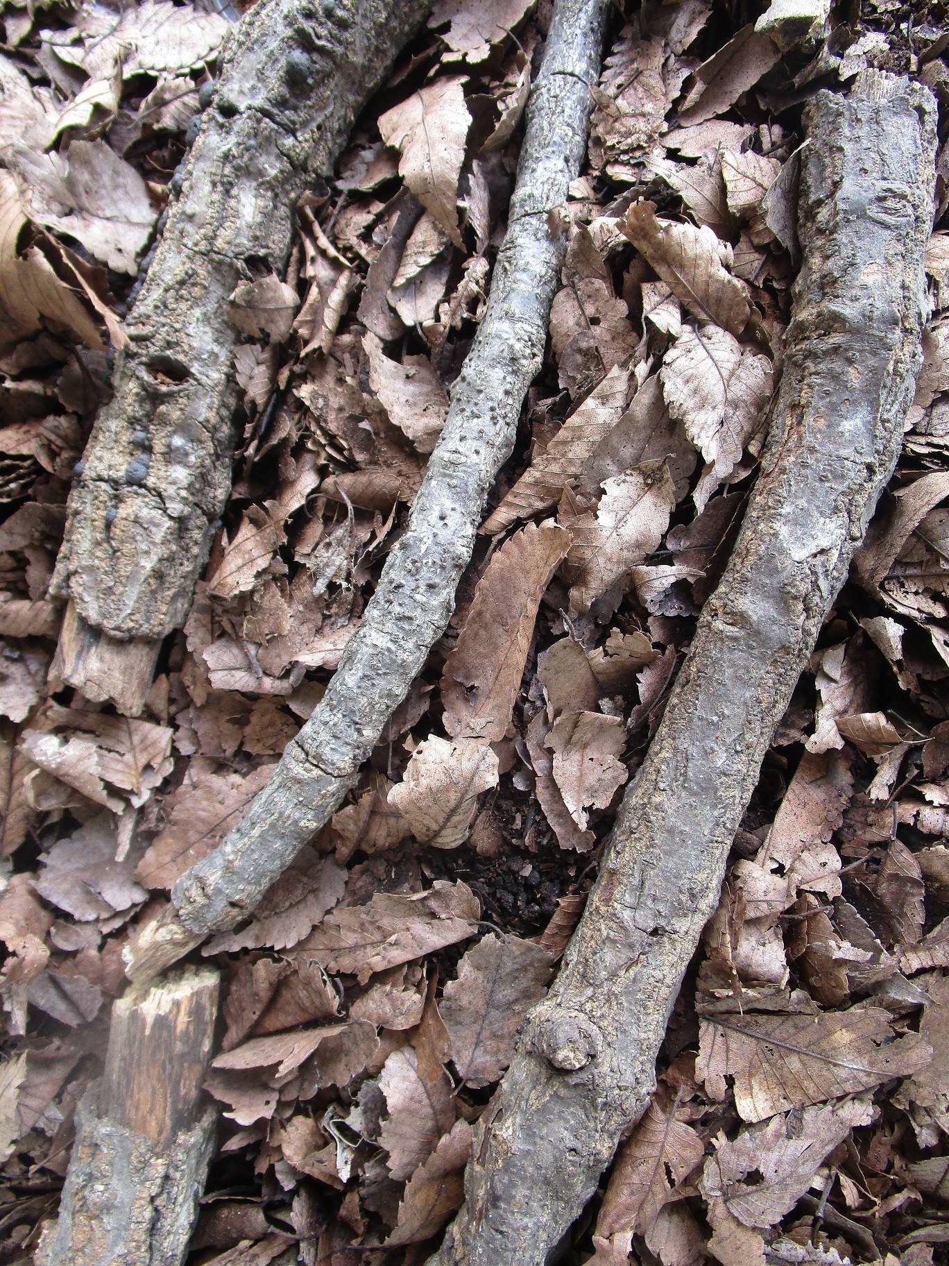 カブト虫展示 (3).jpg