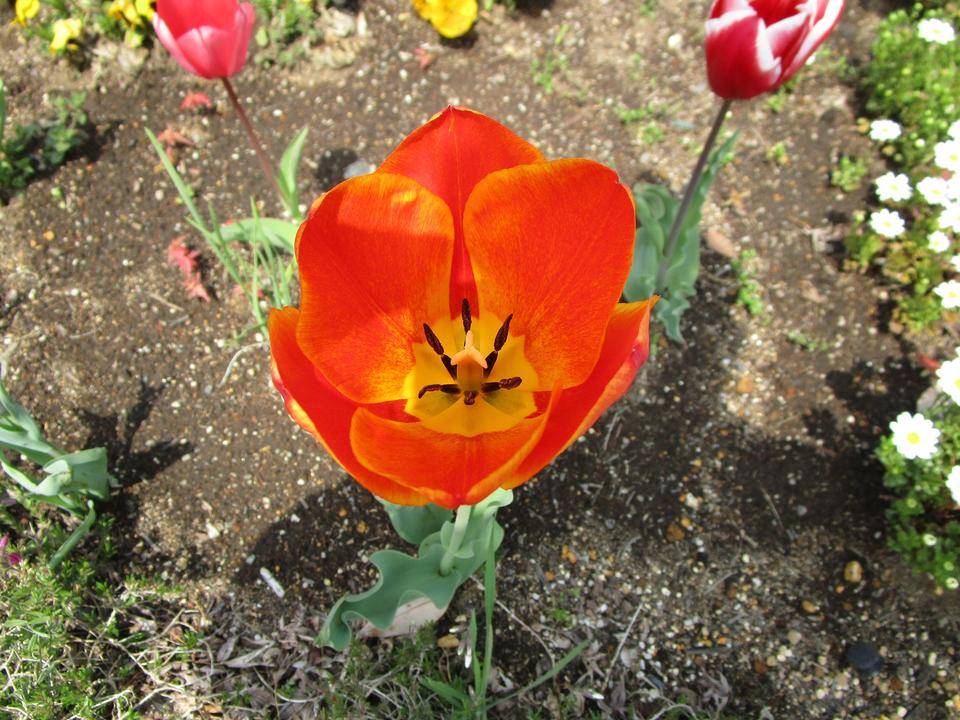 チューリップ (2).jpg