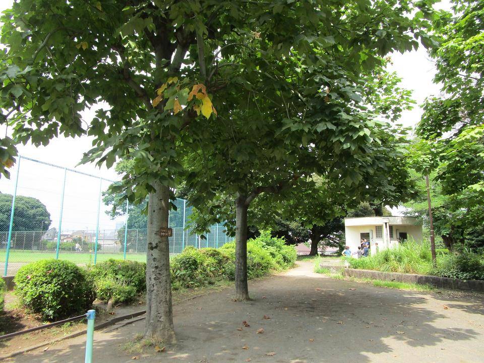 アオギリ (3).jpg