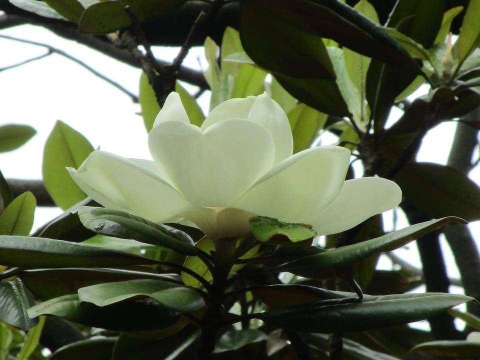 泰山木 泰山木（タイサンボク）|｜ブログ|岸根公園公式サイト｜公益財団