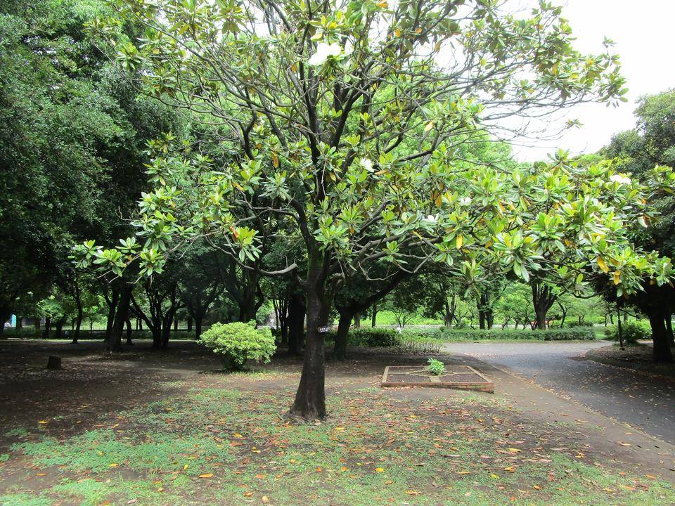 泰山木 泰山木（タイサンボク）|｜ブログ|岸根公園公式サイト｜公益財団