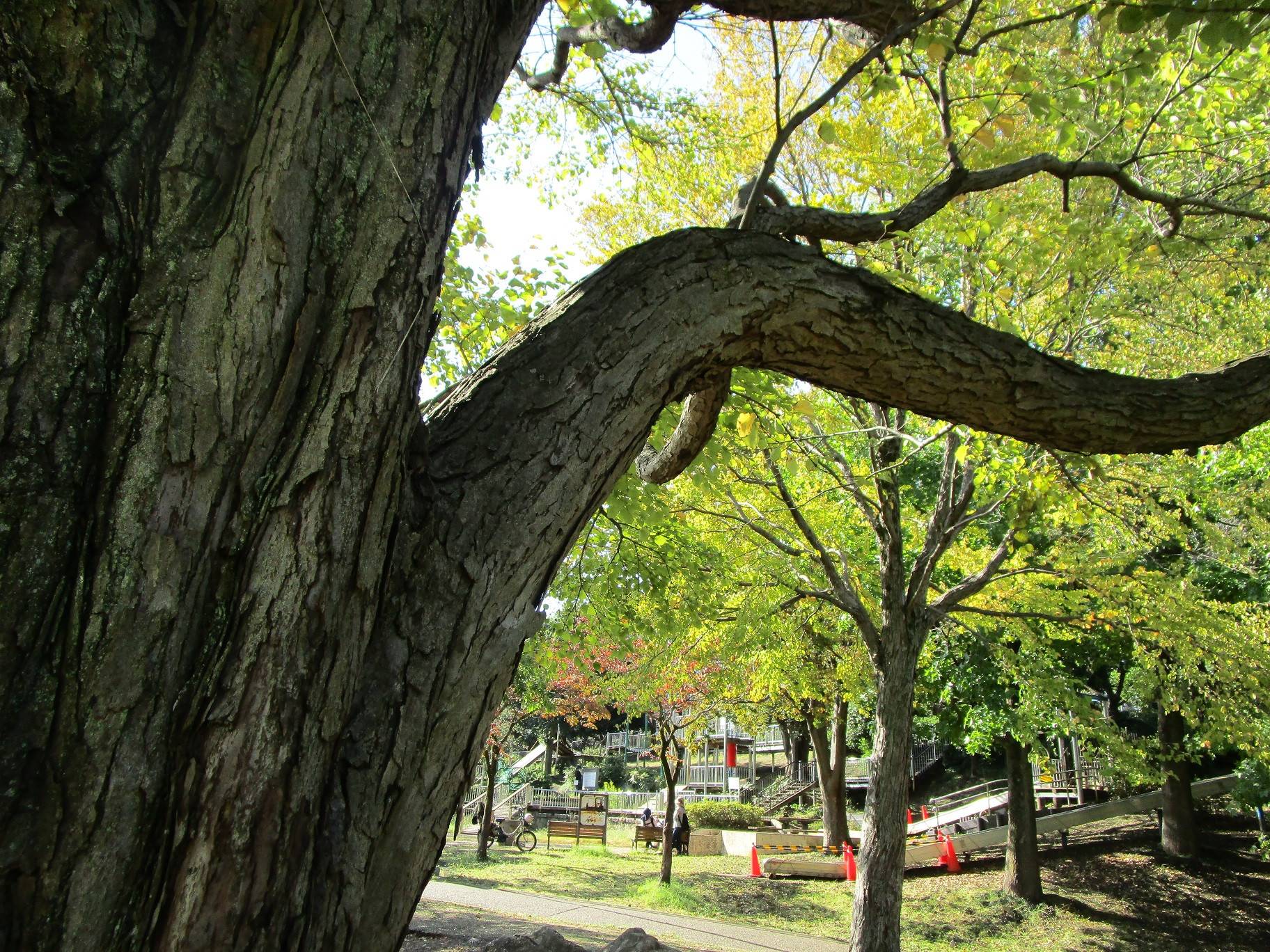 カツラの木 桂の木 ブログ 岸根公園公式サイト 公益財団法人 横浜市緑の協会