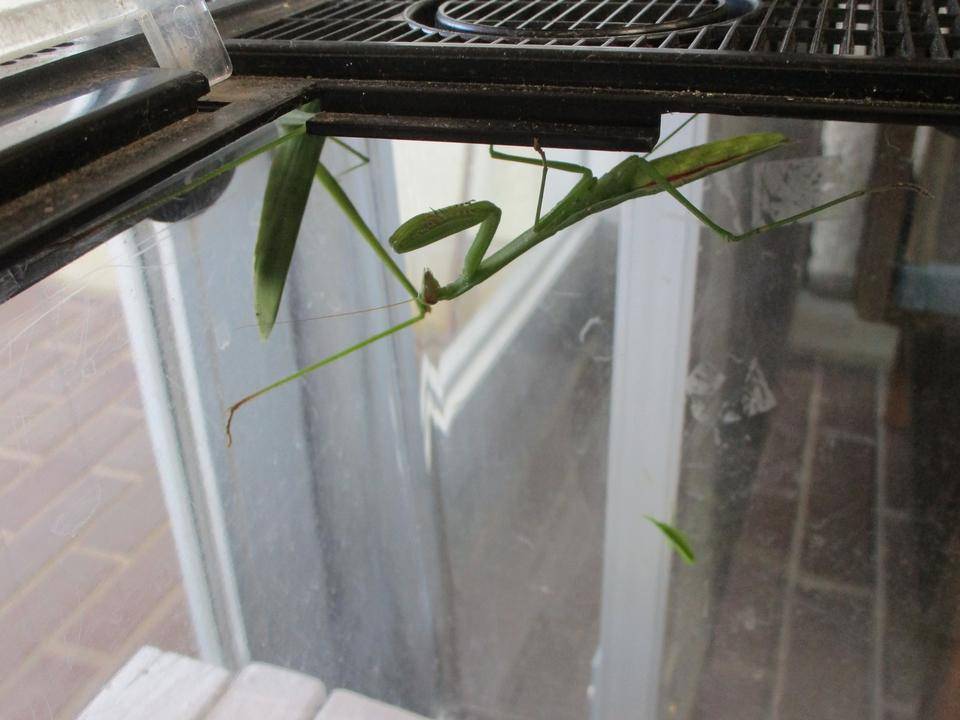 カマキリ (3).jpg