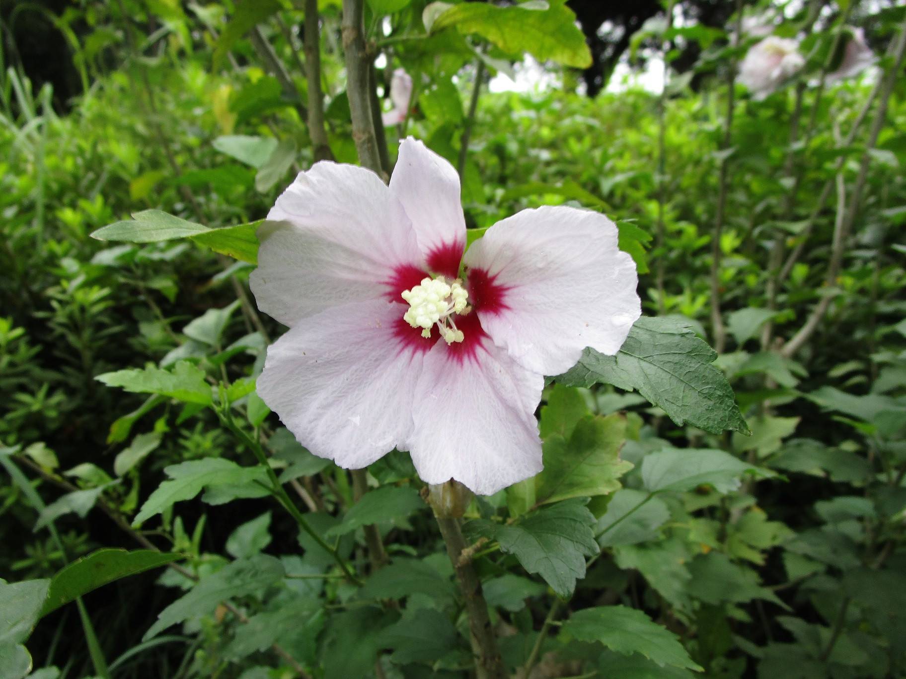 ムクゲの花 (2).jpg