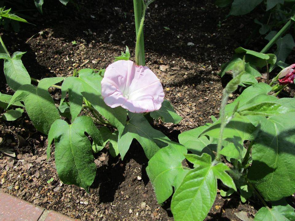 グリーンカテーン (2).jpg