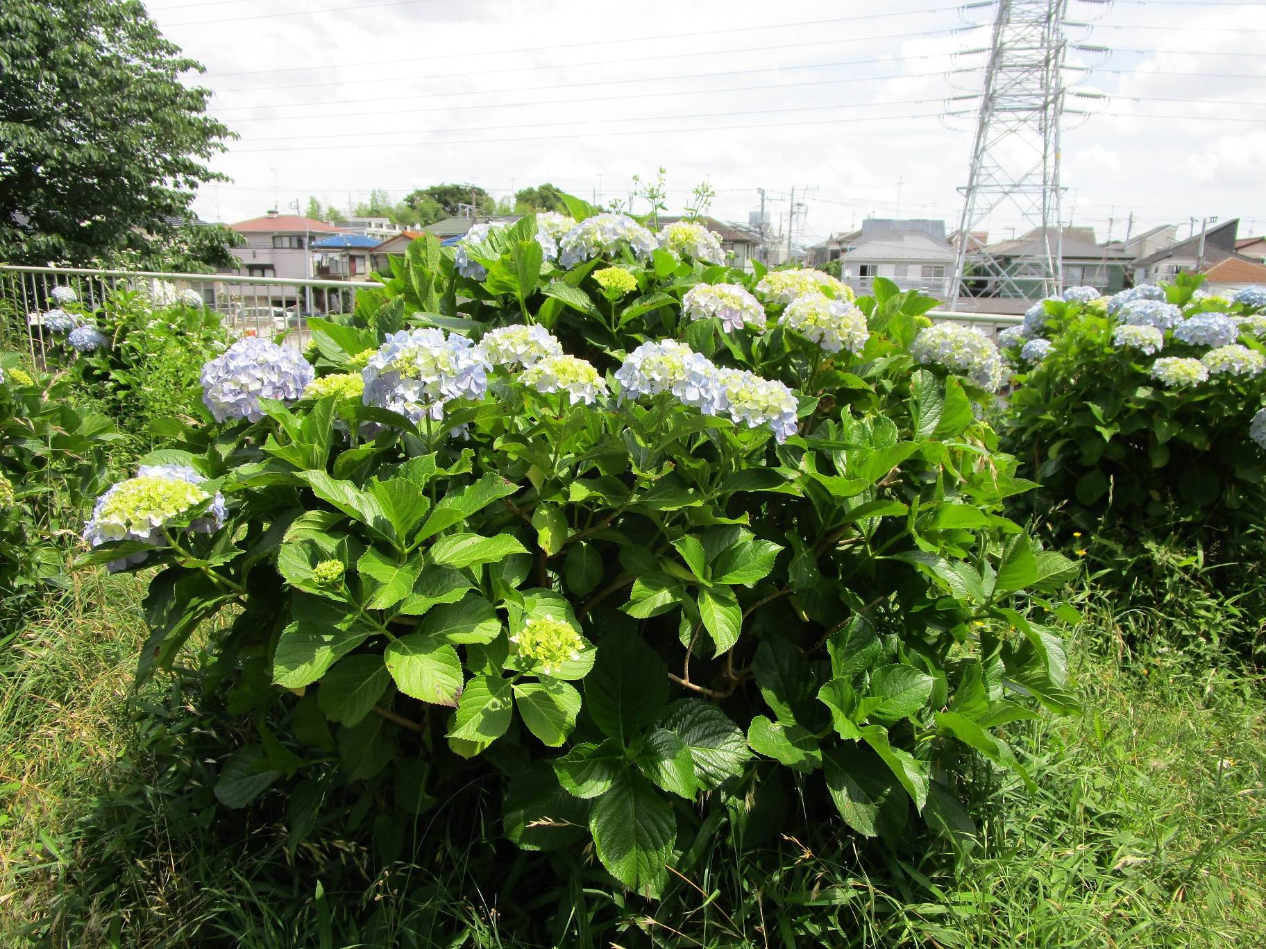 アジサイ 紫陽花 ブログ 岸根公園公式サイト 公益財団法人 横浜市緑の協会