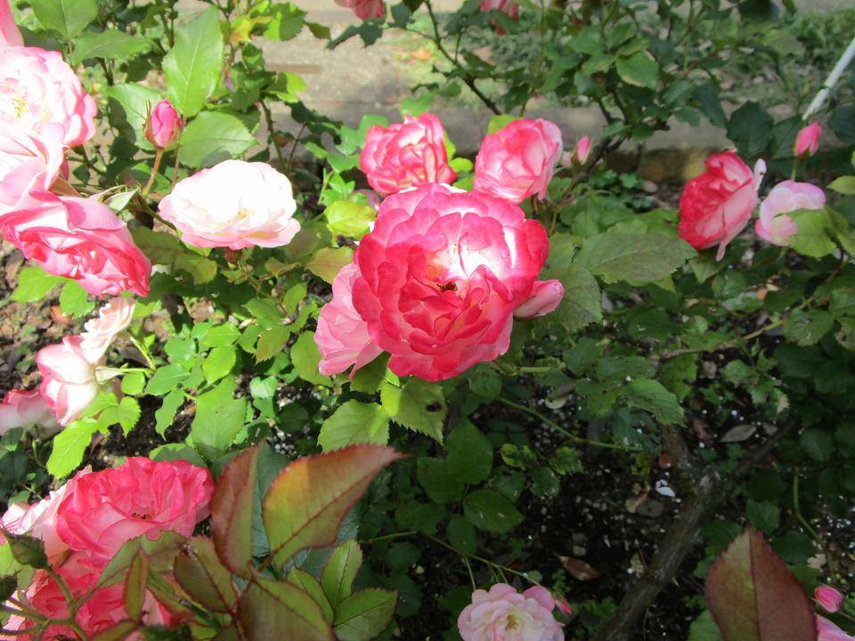薔薇○コメント下さい 薔薇（バラ）満開|｜ブログ|岸根公園公式サイト｜公益財団法人