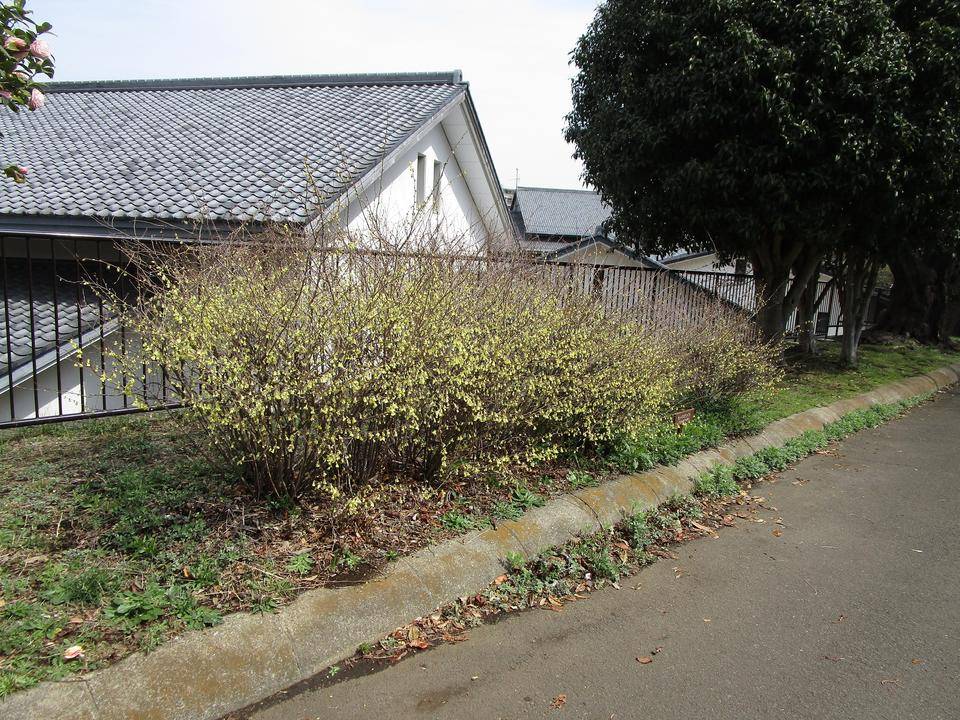 日向水木 ヒュウガミズキ ブログ 岸根公園公式サイト 公益財団法人 横浜市緑の協会