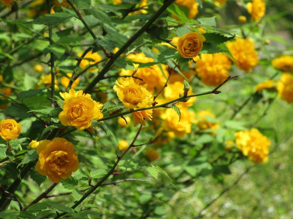 ヤマブキ (1).jpg