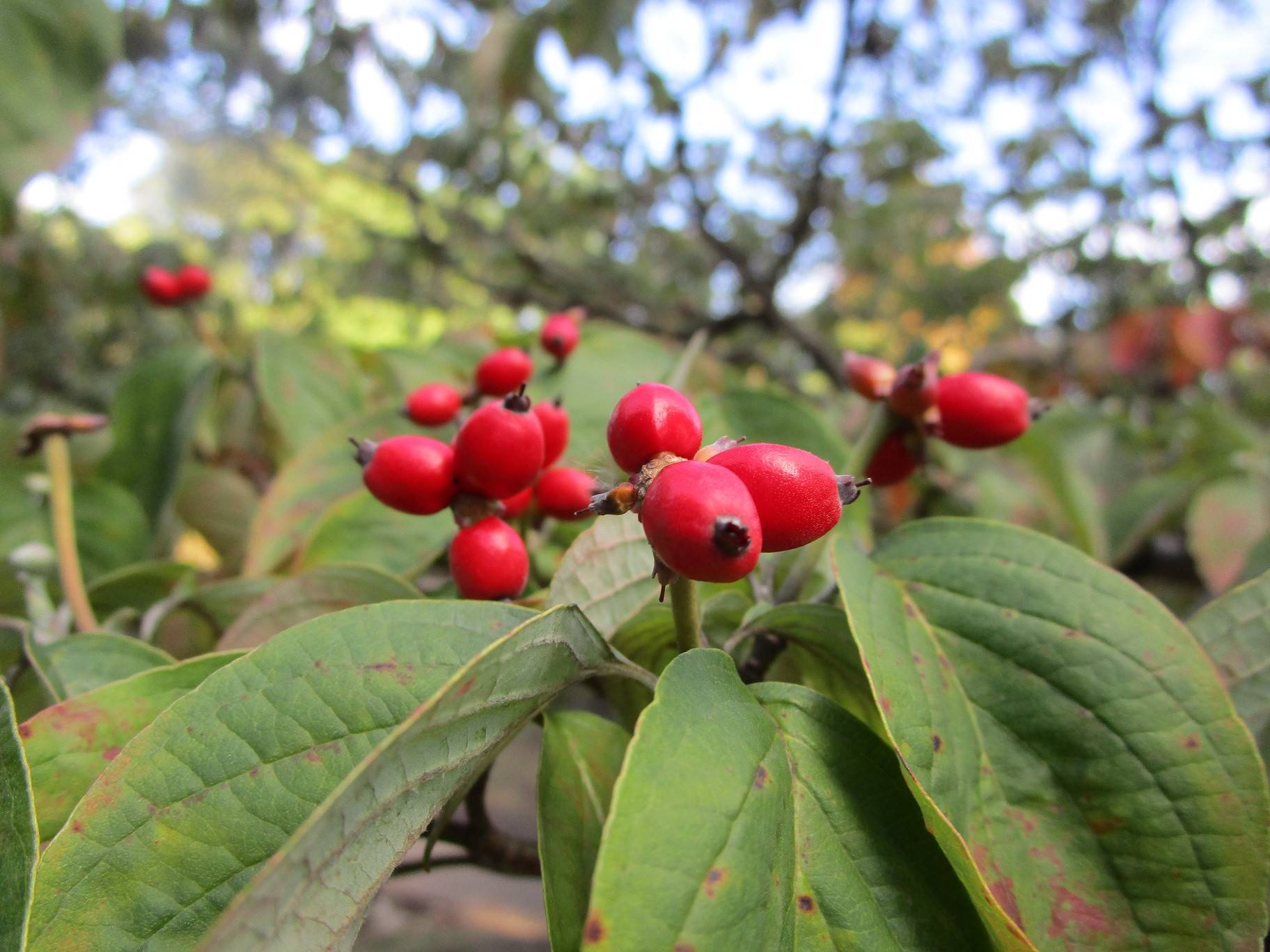ハナミズキの実 ブログ 岸根公園公式サイト 公益財団法人 横浜市緑の協会