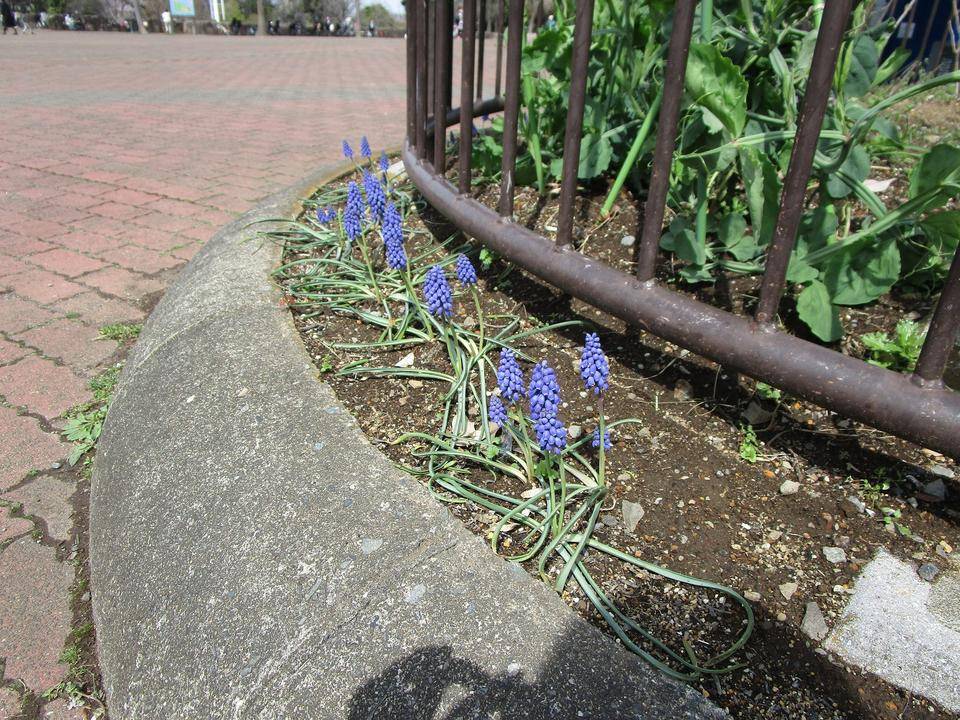 ムスカリの花 (3).jpg