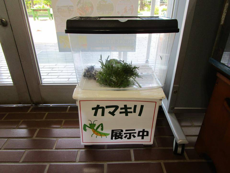 カマキリ (2).jpg