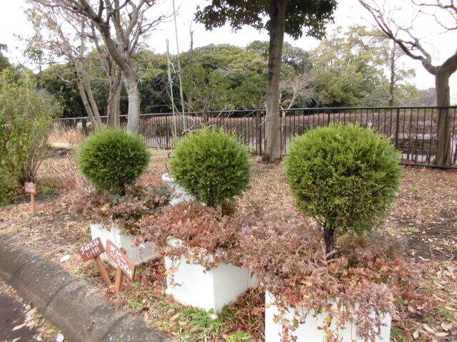 ゴールドとアイビー ブログ 岸根公園公式サイト 公益財団法人 横浜市緑の協会