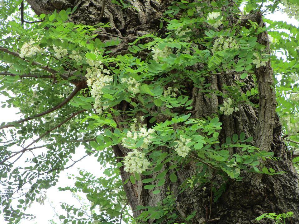 ニセアカシカ (2).jpg