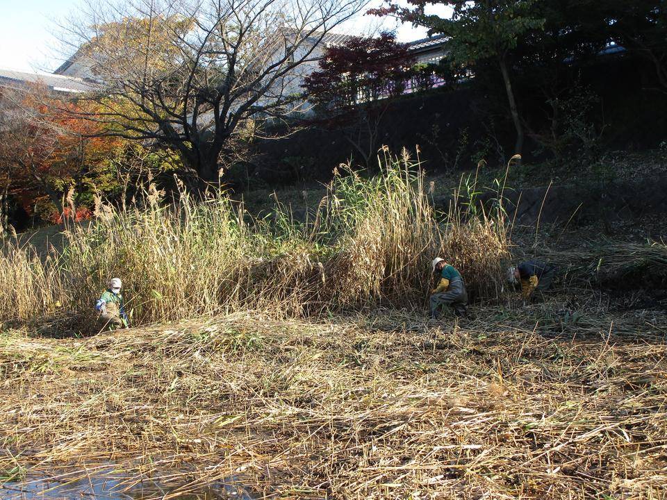 篠原池清掃 (2).jpg