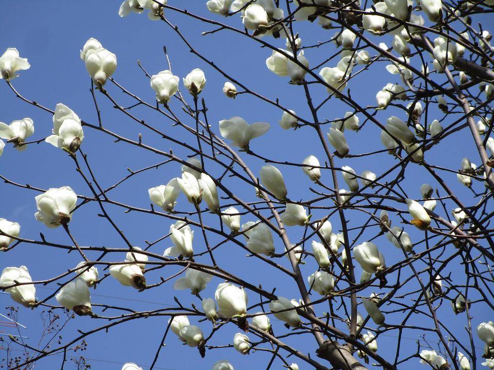 ハクモクレン (2).jpg