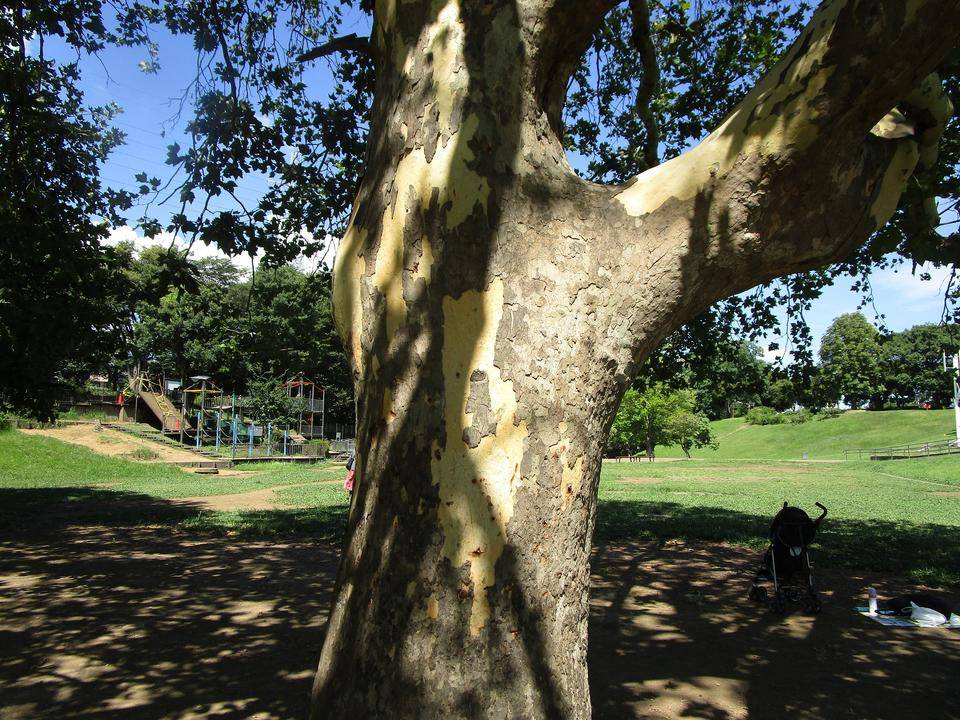 プラタナス (2).jpg