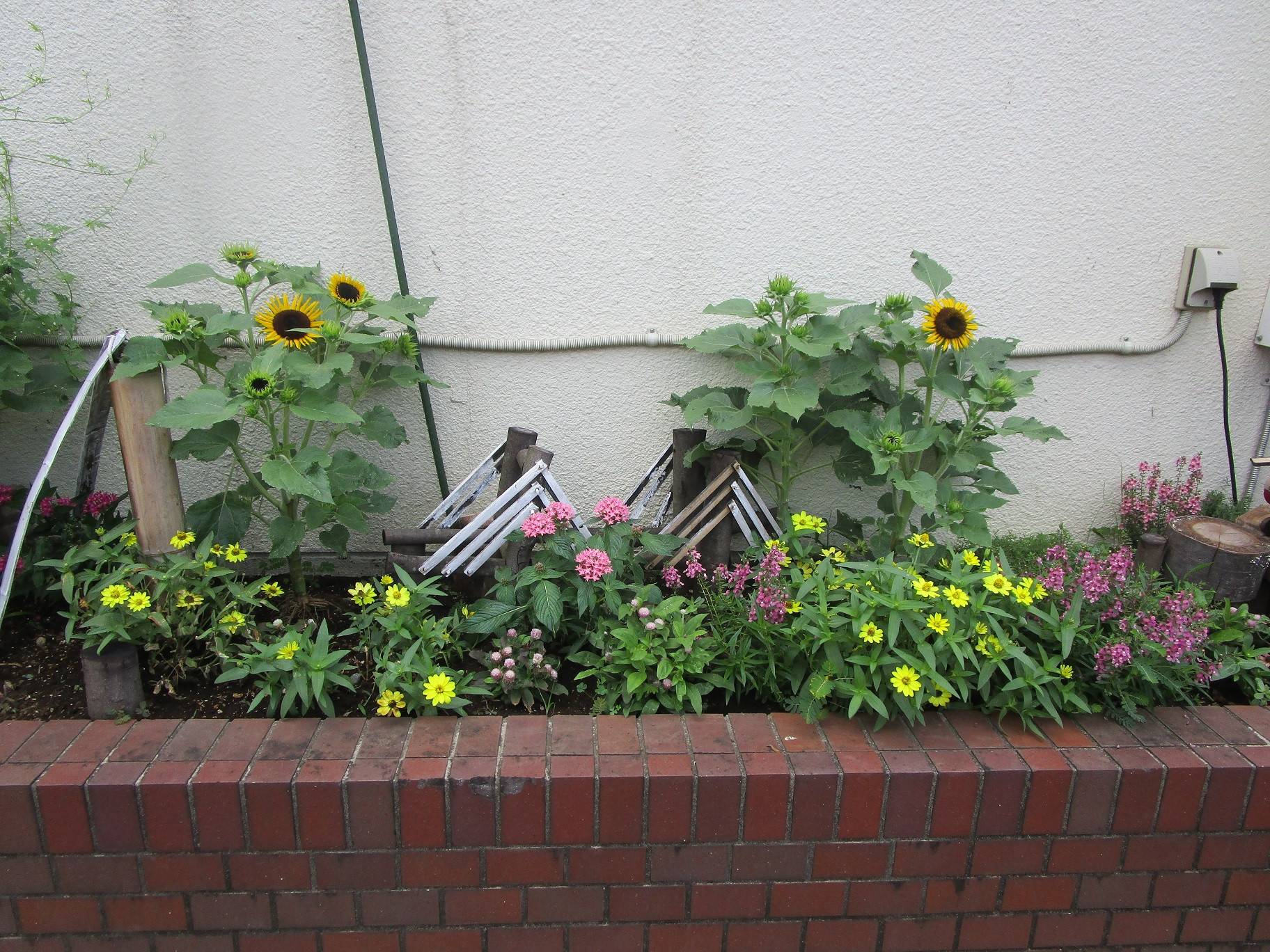 ミニひまわり (2).jpg