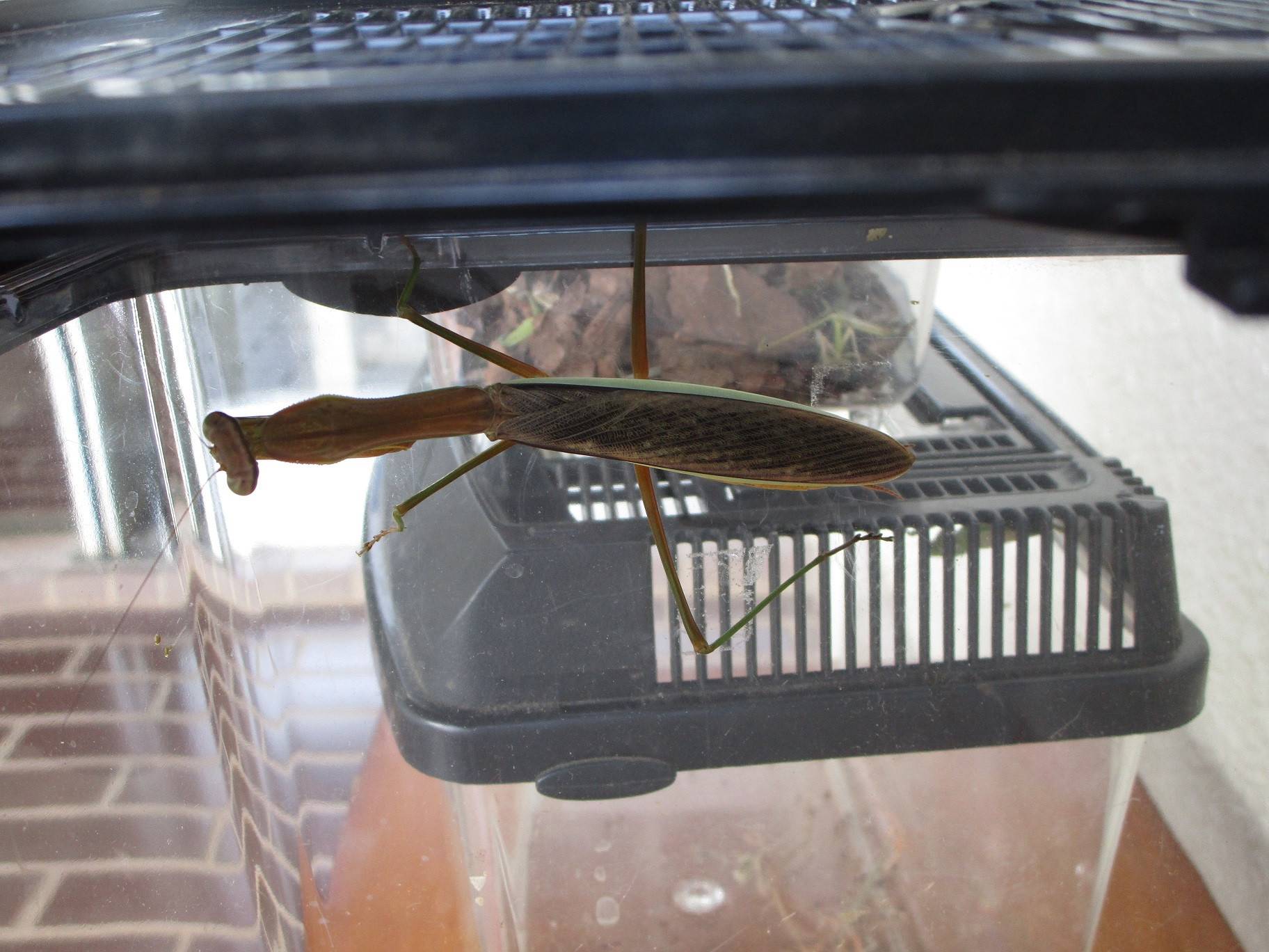 カマキリの脱皮 (3).jpg