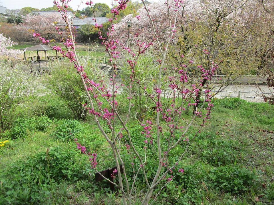 ハナズオウ (3).jpg