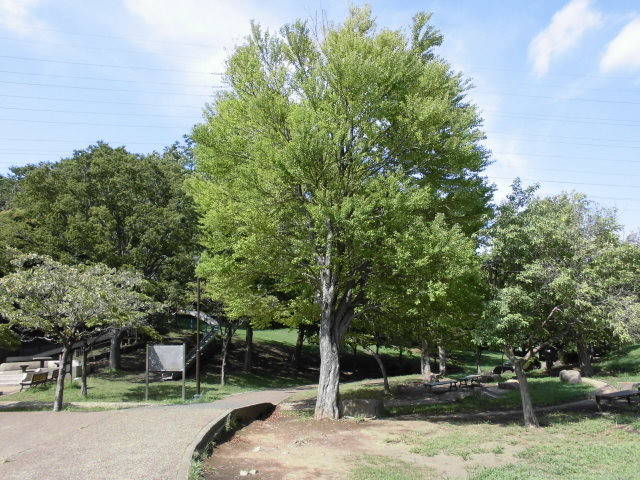 CIMG1648.jpg