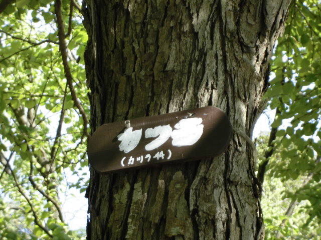 CIMG1650.jpg
