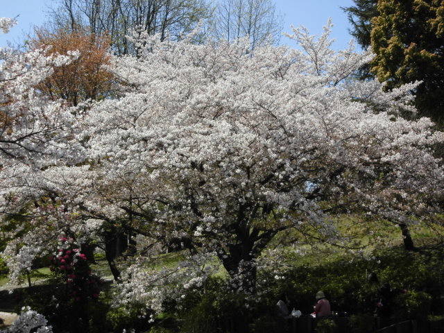 CIMG2556.jpg