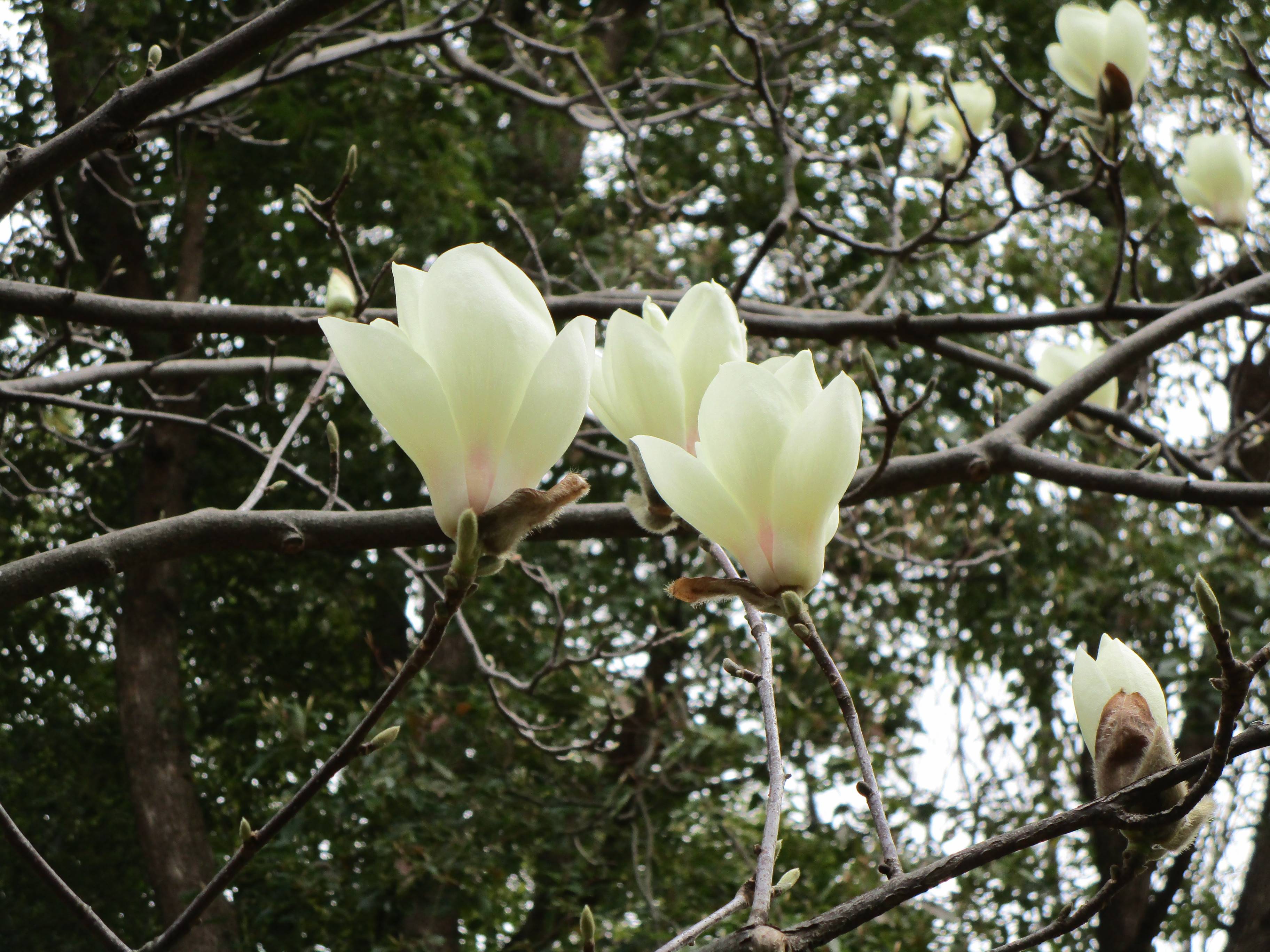 ハクモクレン 白木蓮 ブログ 岸根公園公式サイト 公益財団法人 横浜市緑の協会