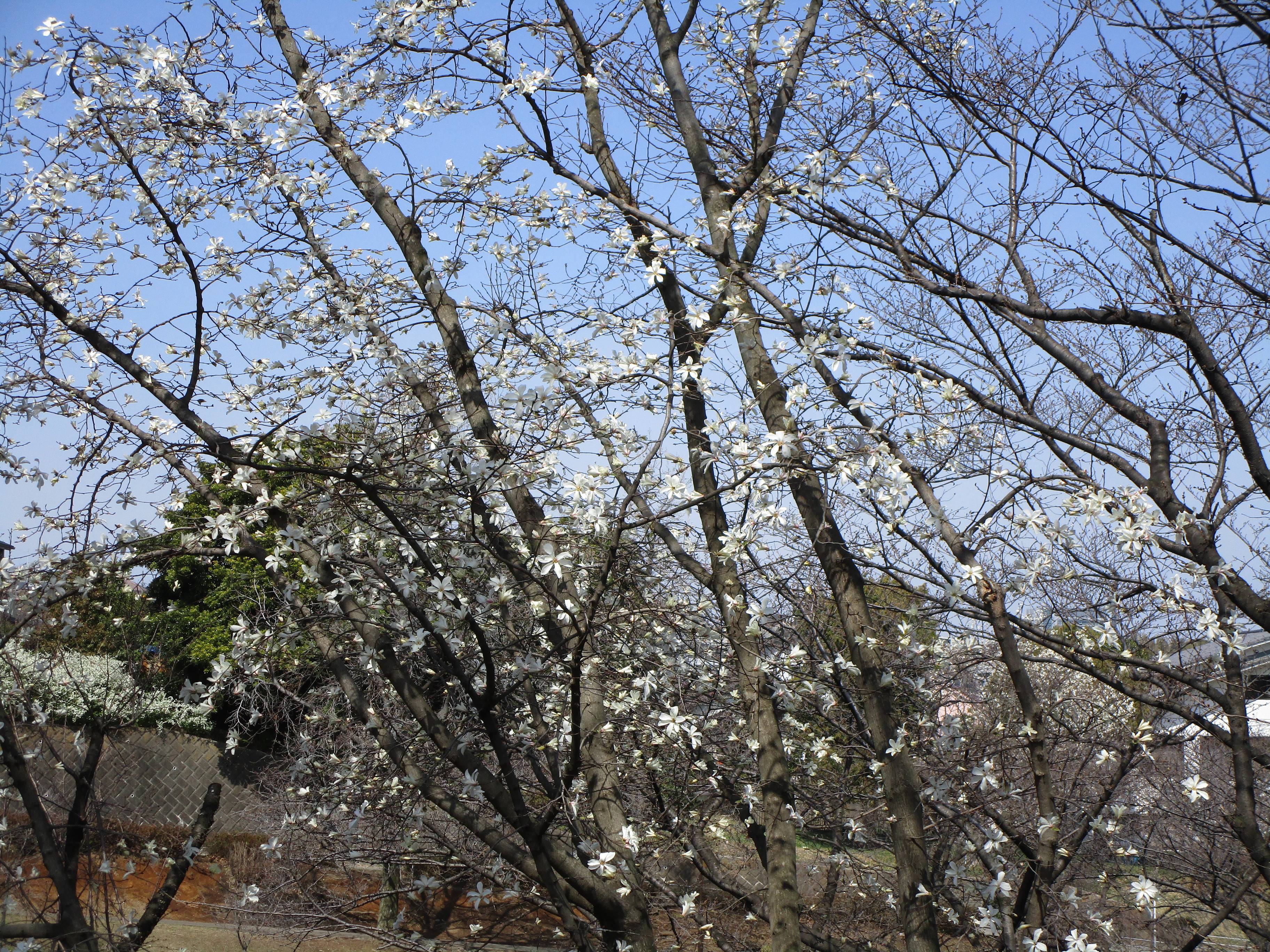 コブシ 辛夷 ブログ 岸根公園公式サイト 公益財団法人 横浜市緑の協会