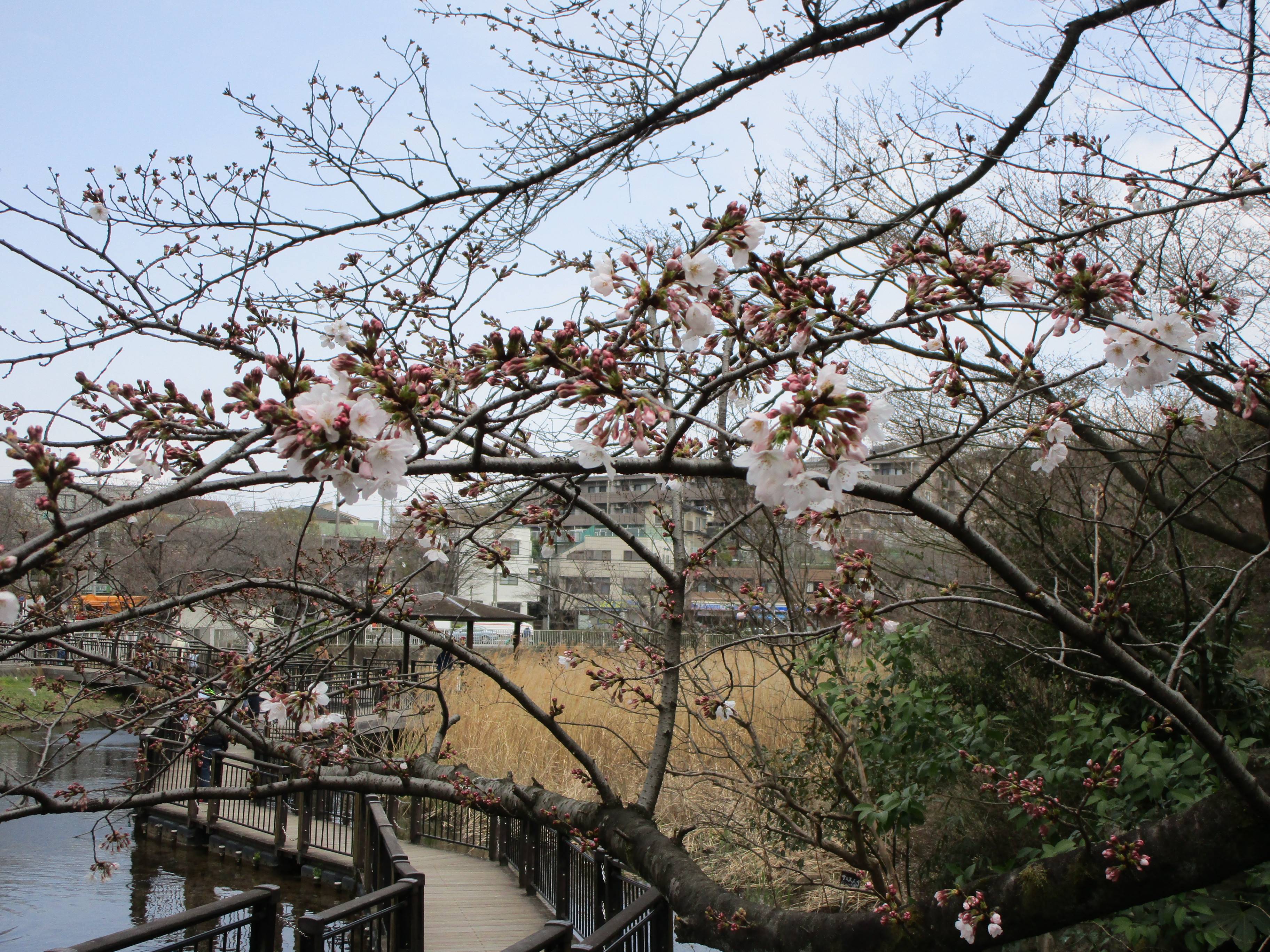 21桜前線 1 桜開花 岸根公園公式サイト 公益財団法人 横浜市緑の協会 21桜前線 1 桜開花 岸根公園公式サイト 公益財団法人 横浜市緑の協会