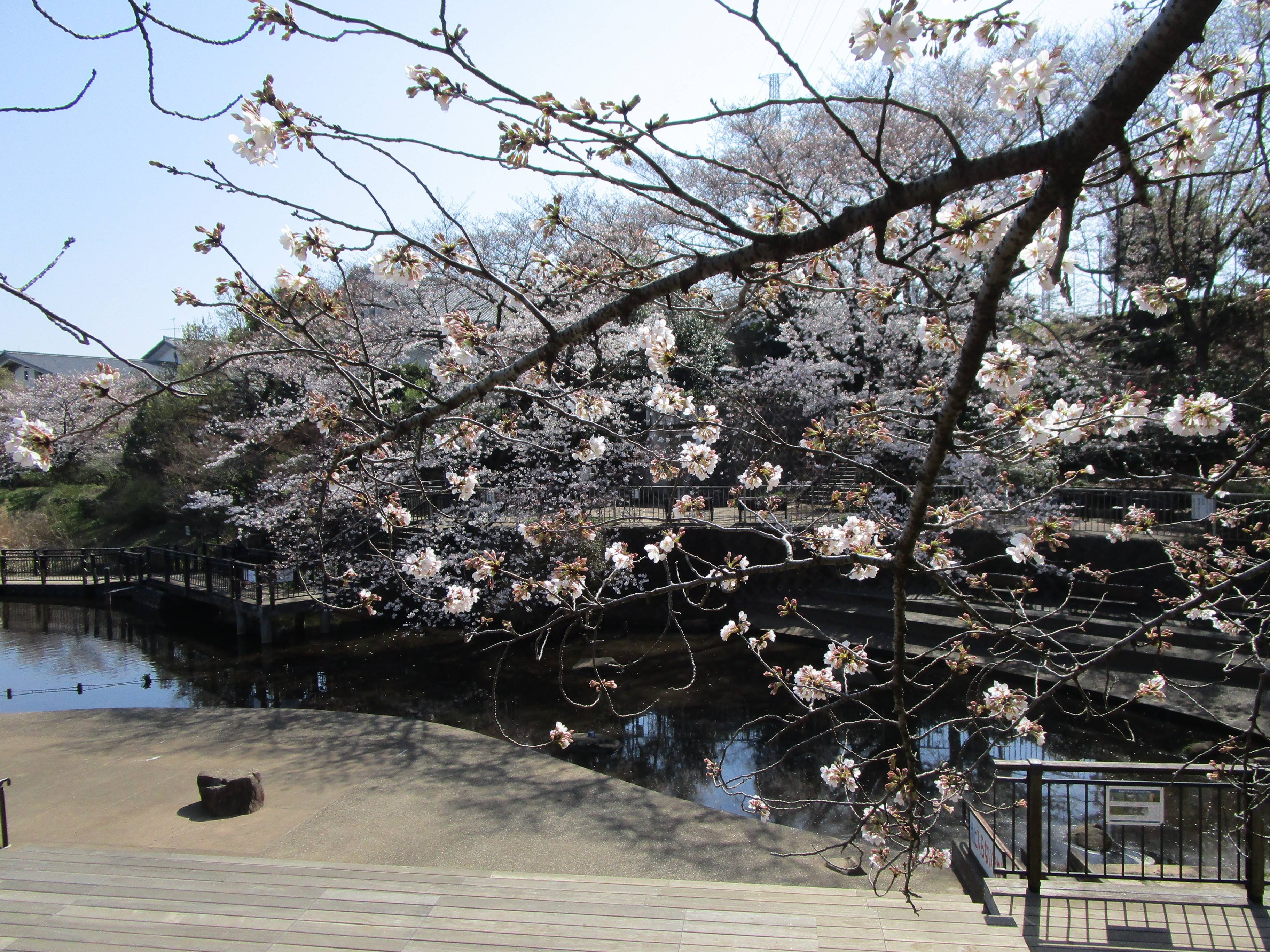 21桜前線 3 ブログ 岸根公園公式サイト 公益財団法人 横浜市緑の協会 21桜前線 3 ブログ 岸根公園公式サイト 公益財団法人 横浜市緑の協会