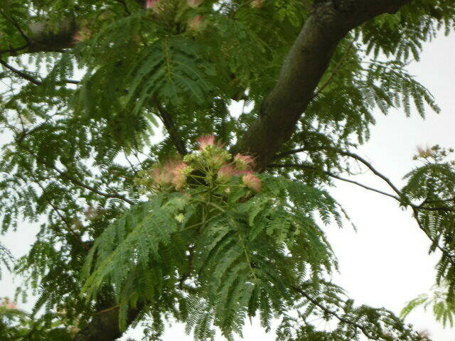 ネムノキの花3.jpg