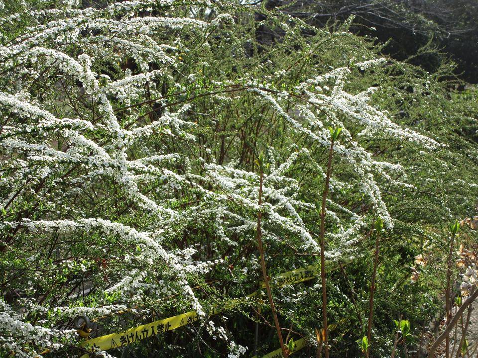 雪柳 (3).jpg