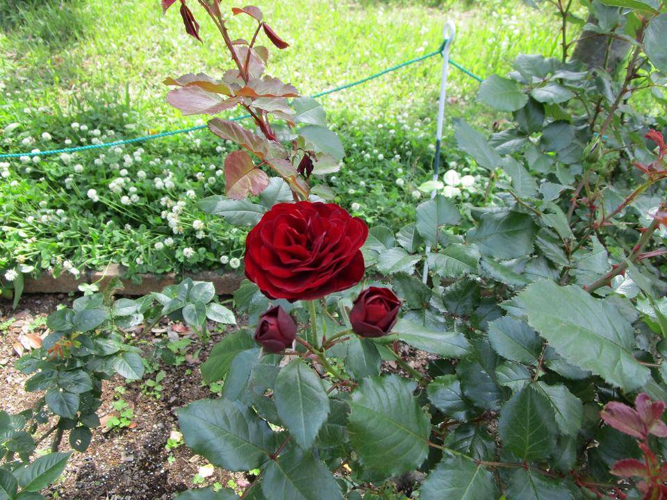 薔薇○コメント下さい バラ苗 | 日本ライン花木センター