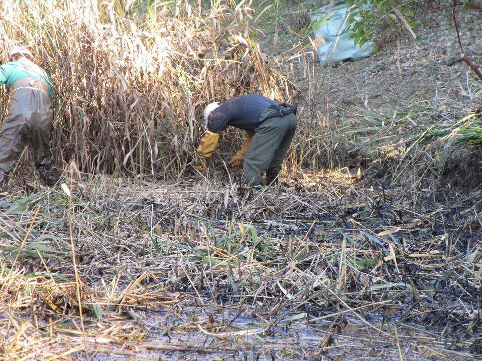 篠原池清掃 (1).jpg