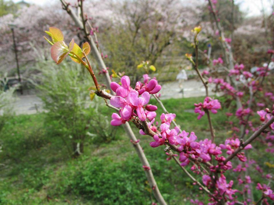 花蘇芳 ハナズオウ ブログ 岸根公園公式サイト 公益財団法人 横浜市緑の協会