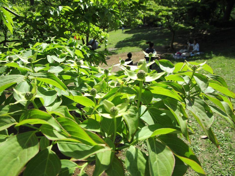 ヤマボウシ (3).jpg