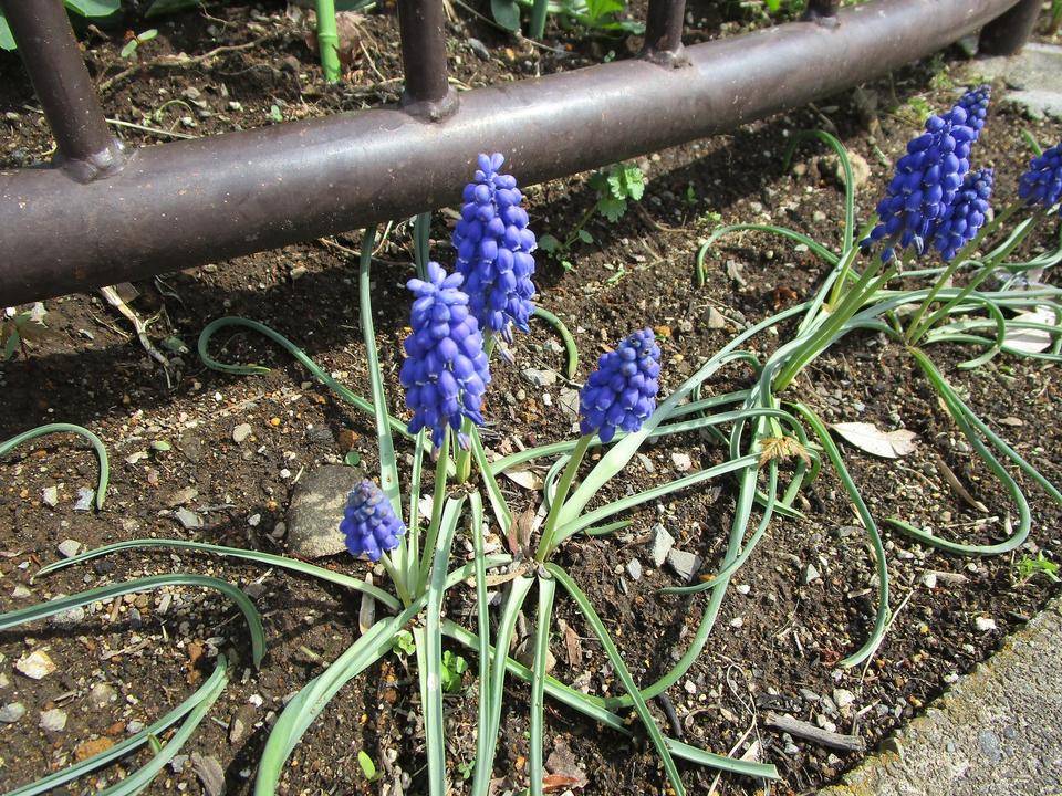 ムスカリの花||ブログ|岸根公園公式サイト|公益財団法人 横浜 ムスカリの花||ブログ|岸根公園公式サイト|公益財団法人 横浜
