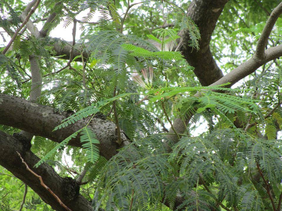 ネムノキ (2).jpg