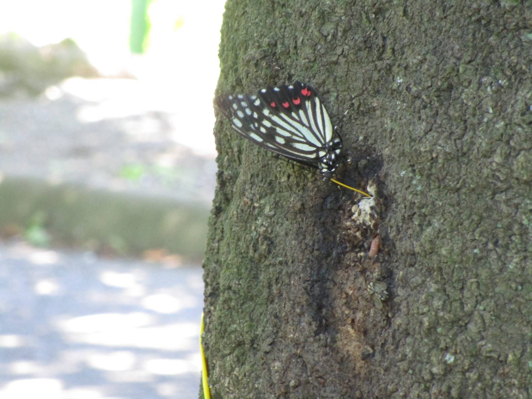 シラカシ (2).jpg