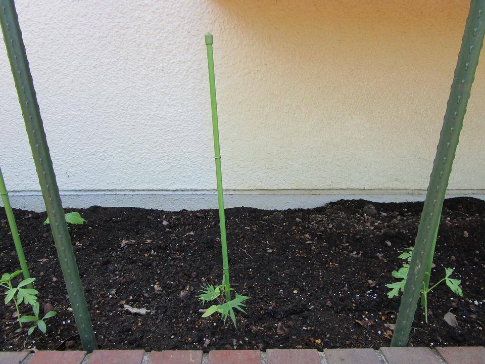 グリーンカーテン (2).jpg