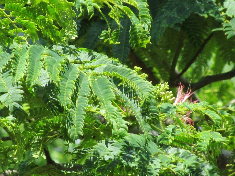 ネムノキ (3).jpg